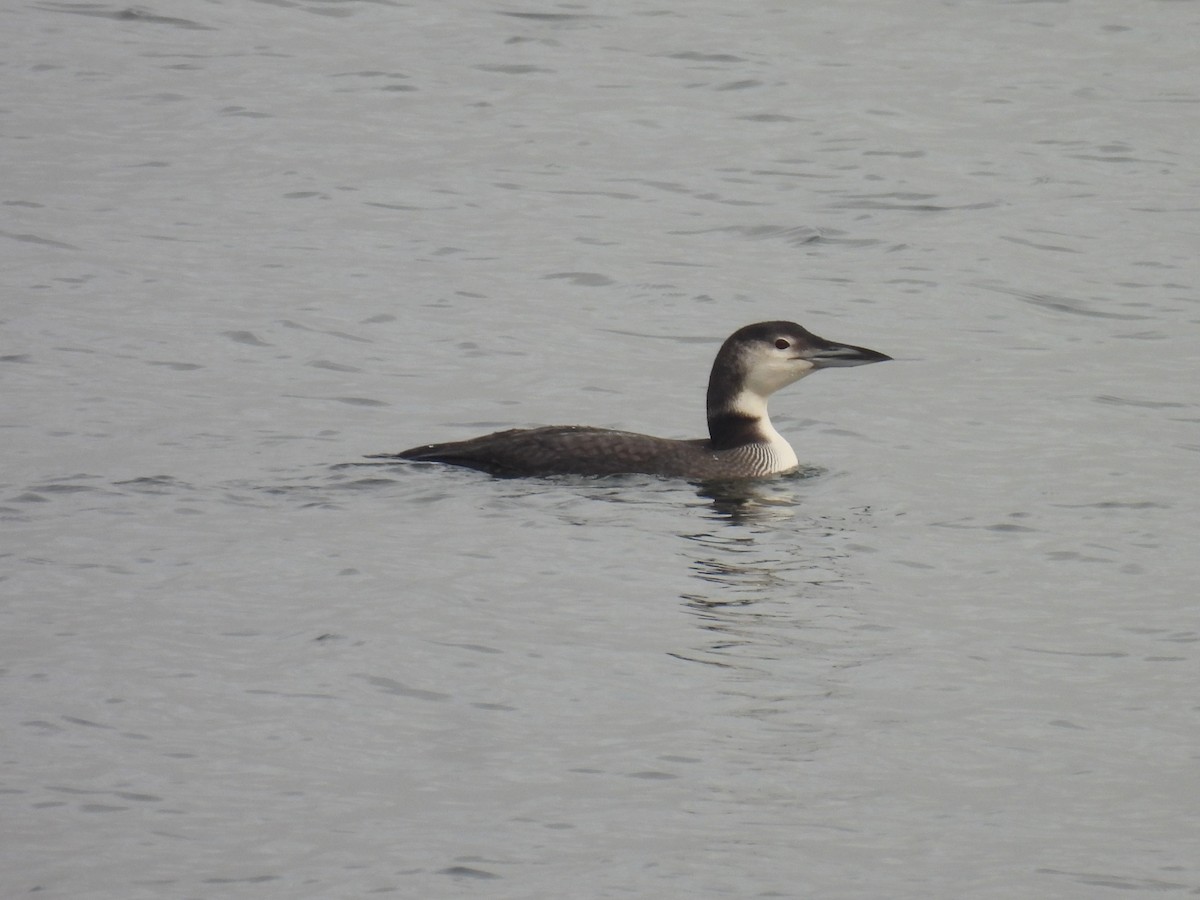 Common Loon - ML627671225