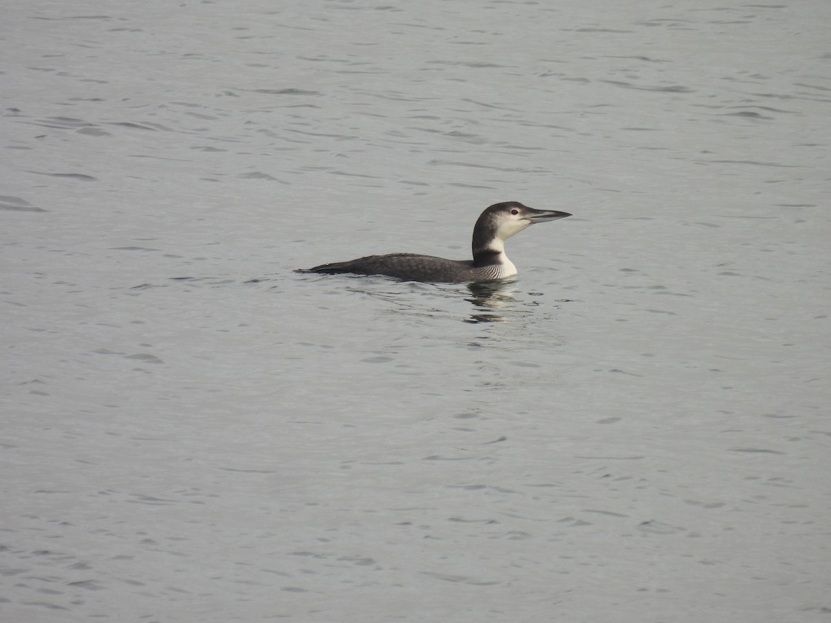 Common Loon - ML627671226