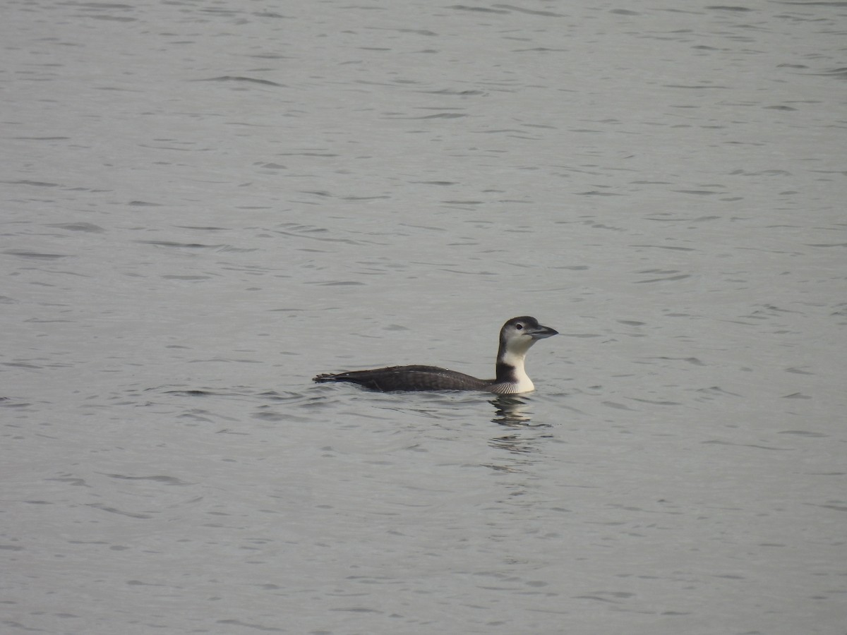 Common Loon - ML627671227