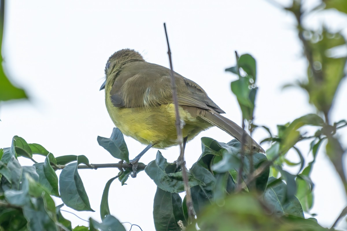 Bulbul à poitrine jaune - ML627671289