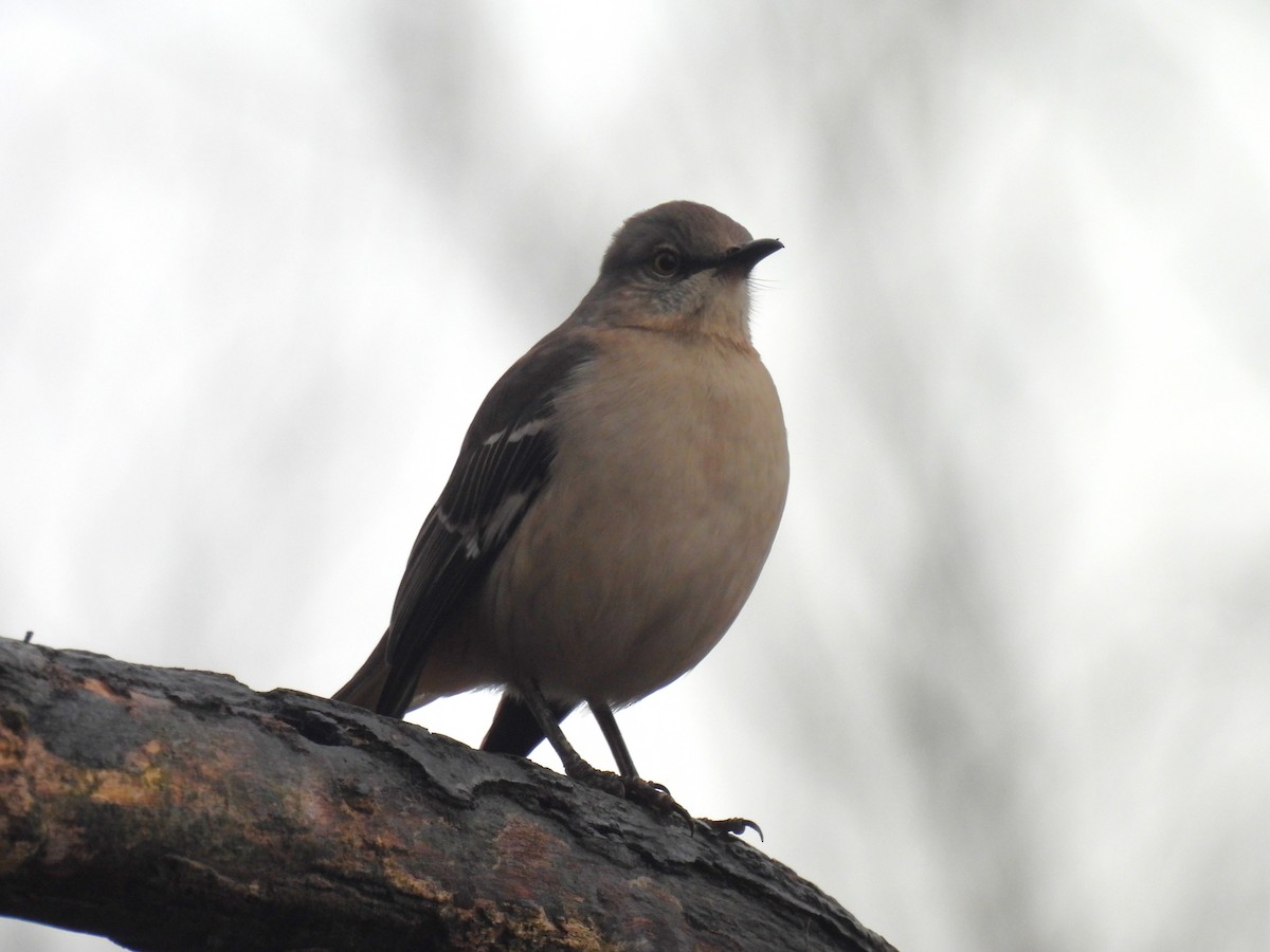 Northern Mockingbird - ML627671305