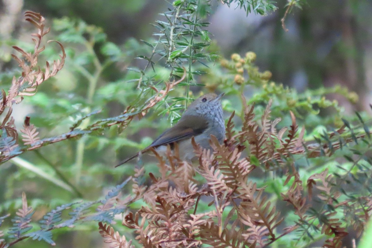 Tasmanian Thornbill - ML627671315