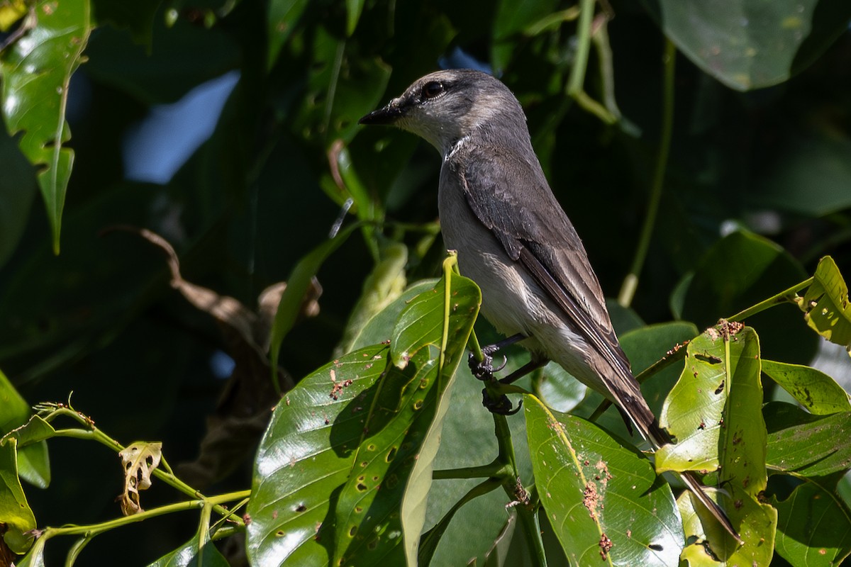 Brown-rumped Minivet - ML627671479