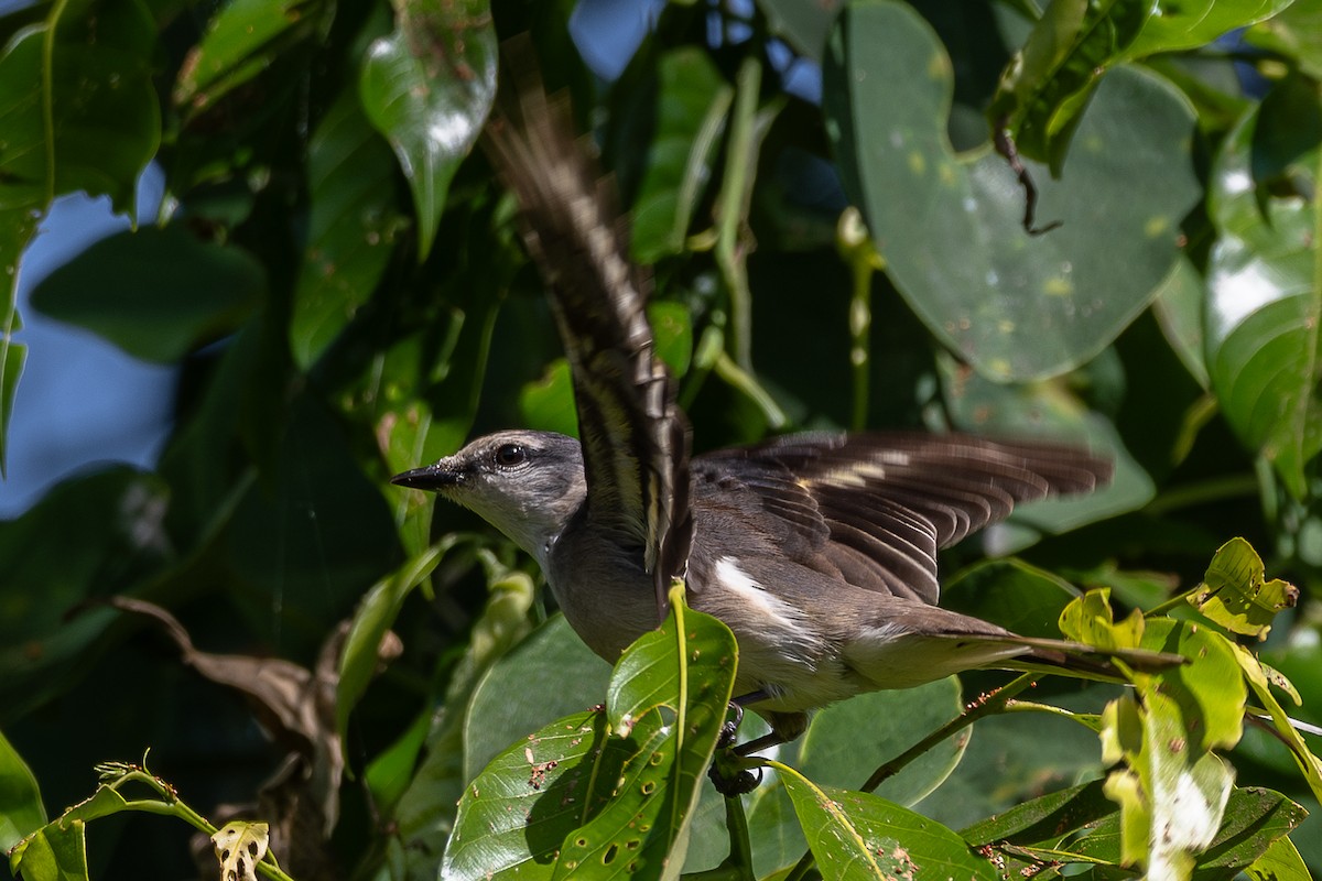 Brown-rumped Minivet - ML627671480