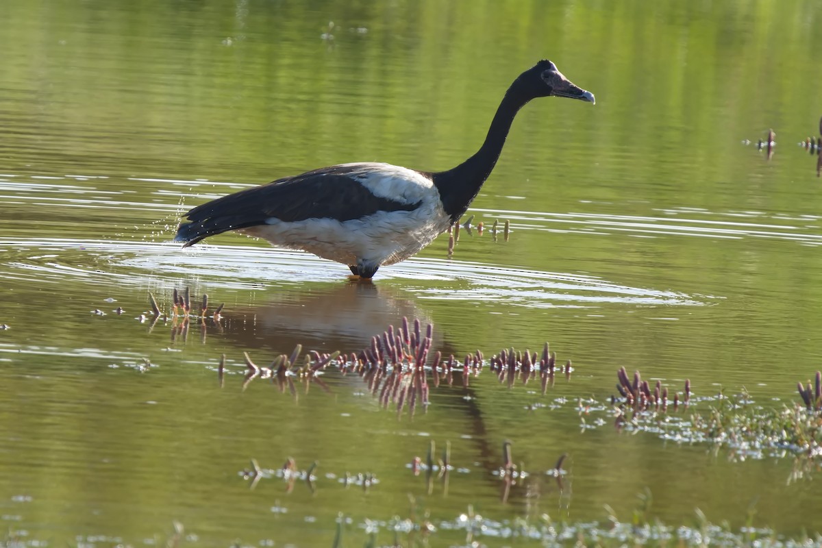 Magpie Goose - ML627671627