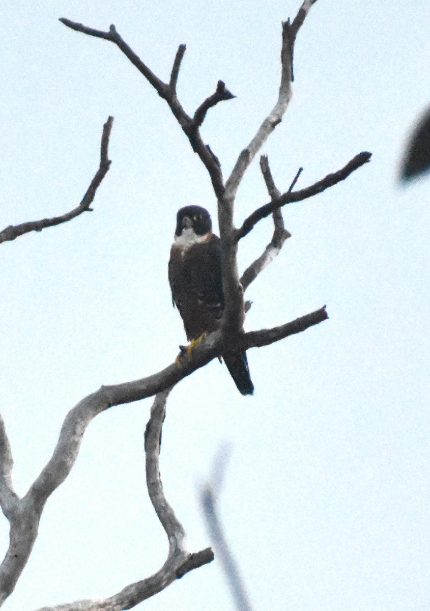 Orange-breasted Falcon - ML627671654