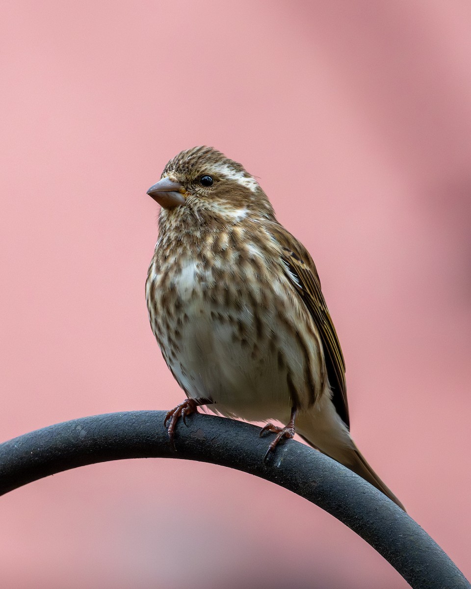 Purple Finch - ML627671700