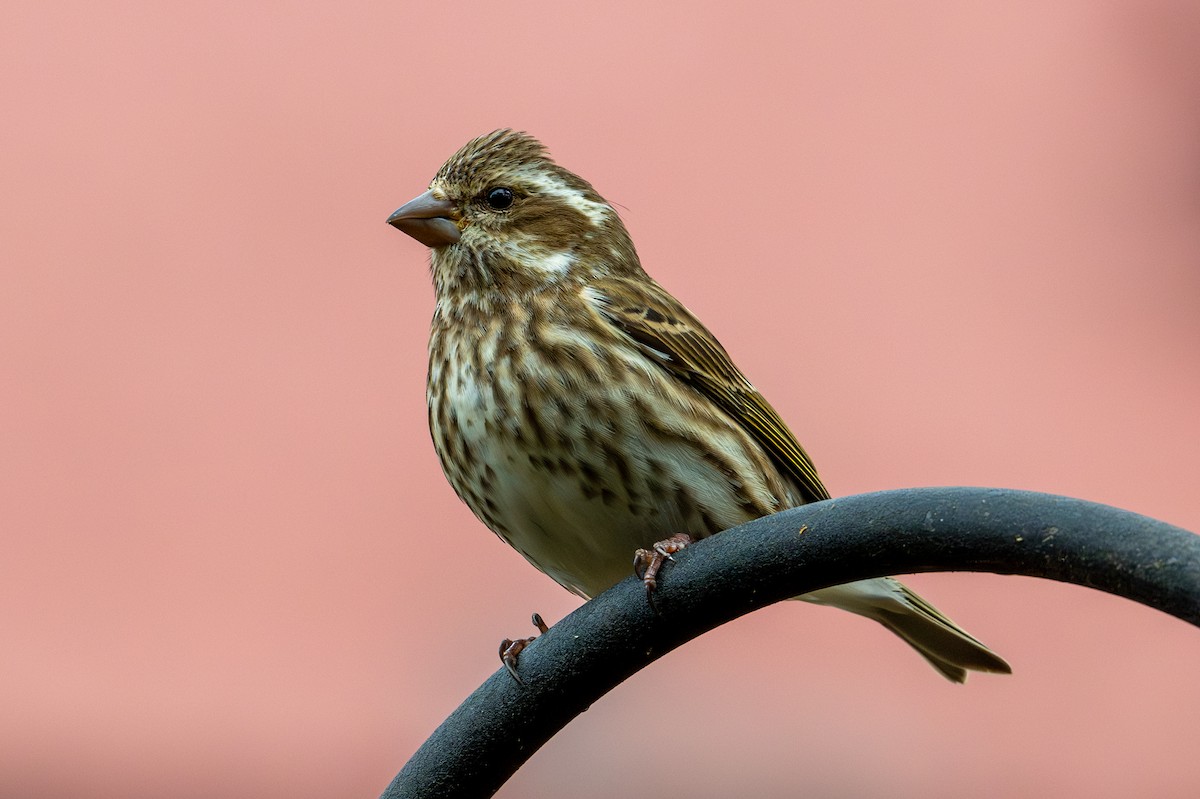 Purple Finch - ML627671701