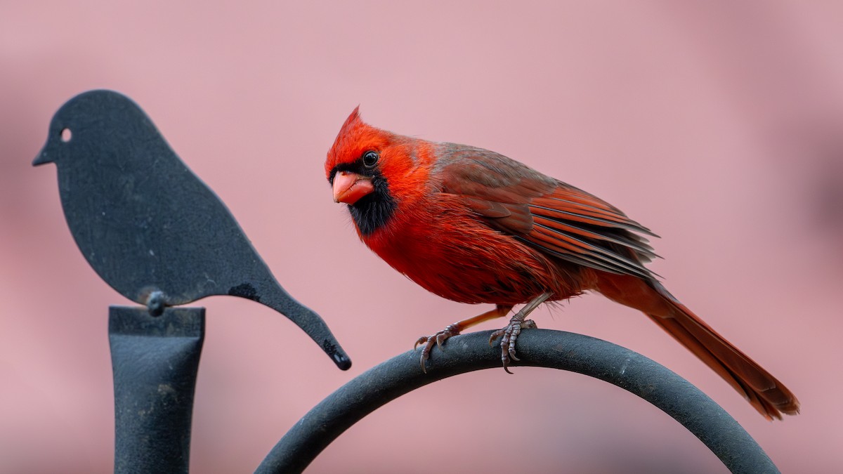 Northern Cardinal - ML627671706