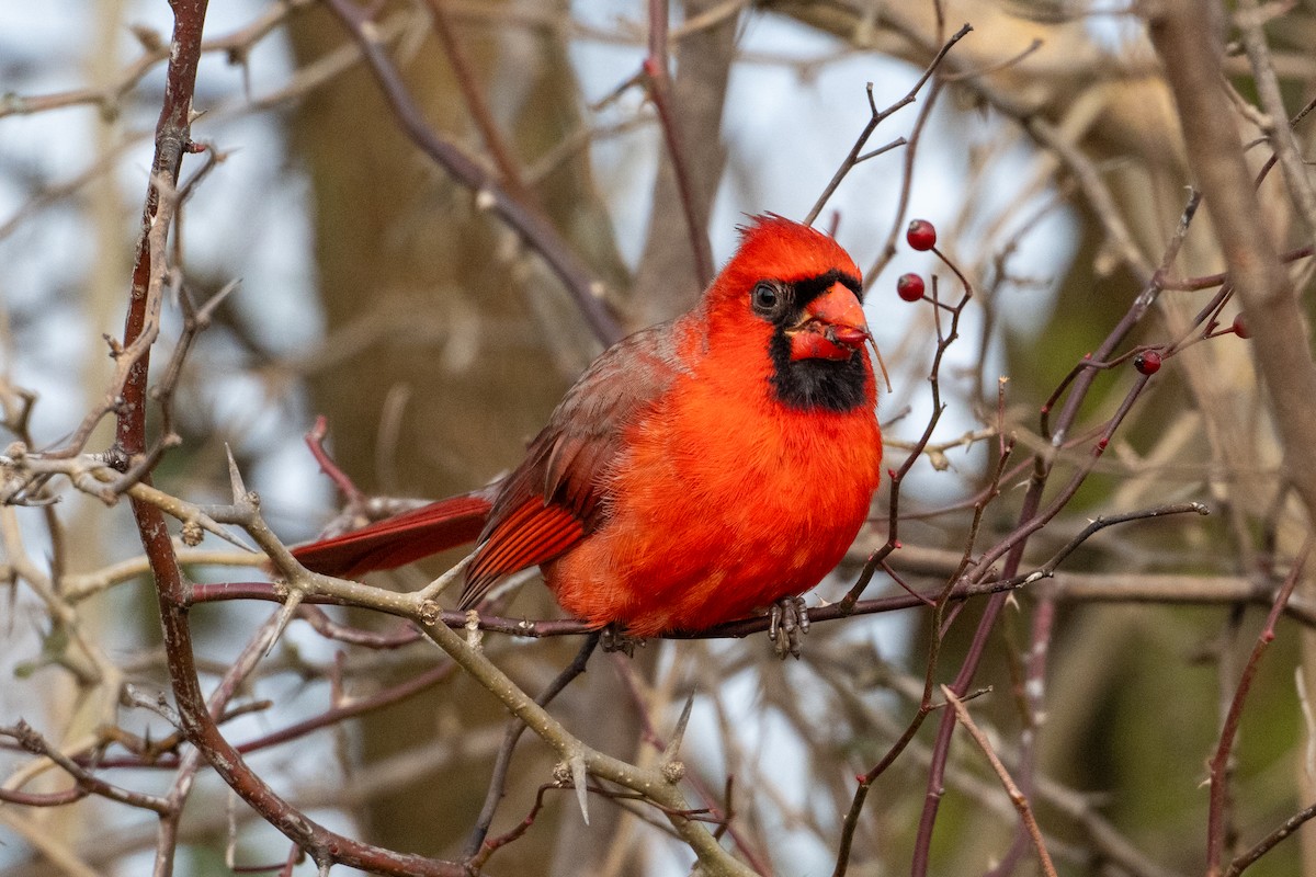 Northern Cardinal - ML627671707