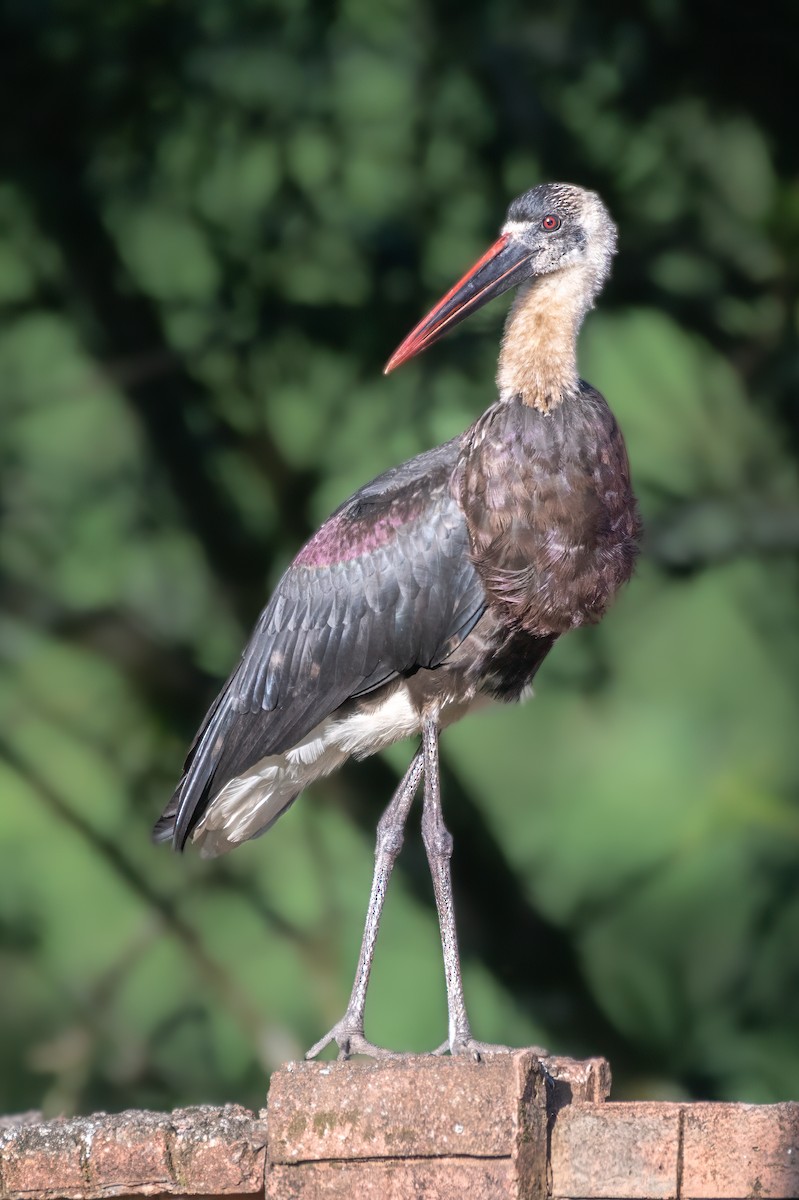 Cigogne à pattes noires - ML627671959