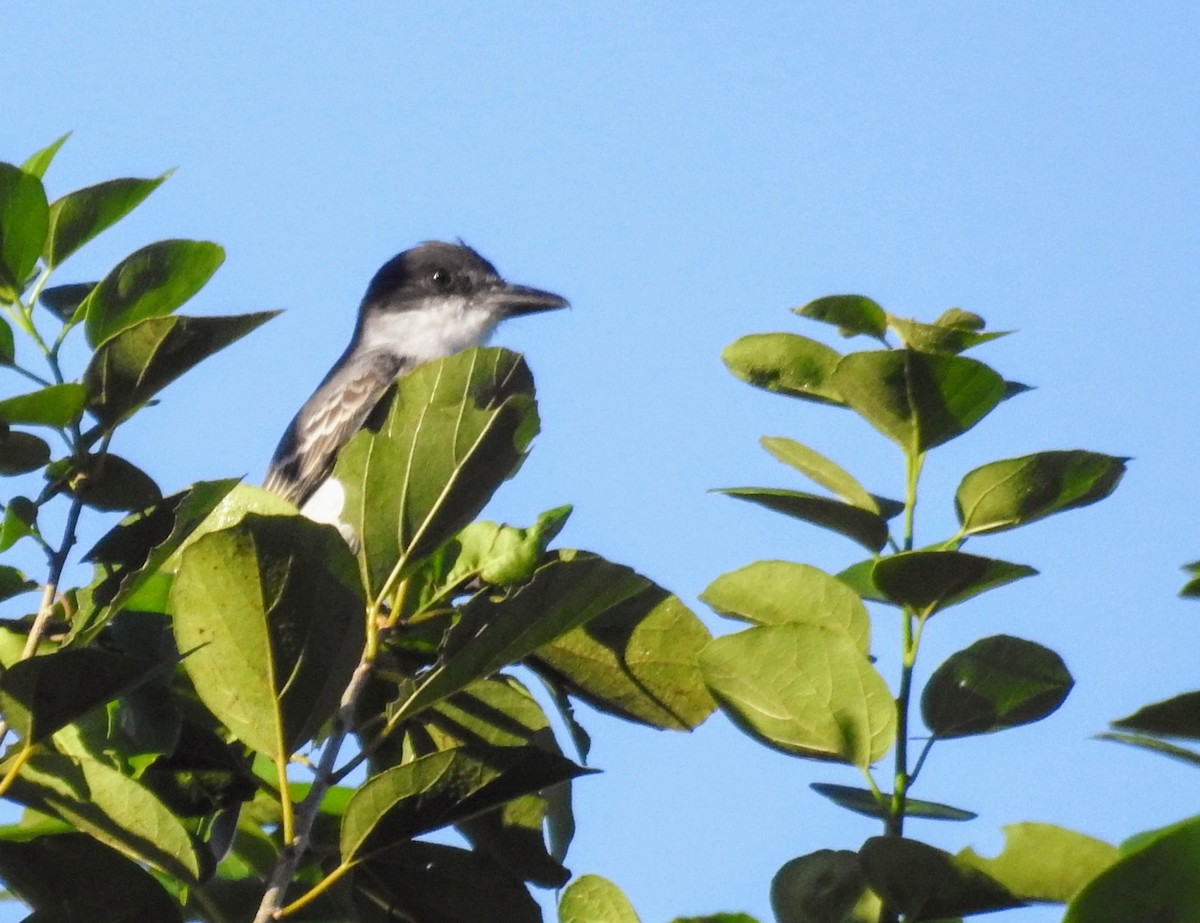 Giant Kingbird - ML627671998