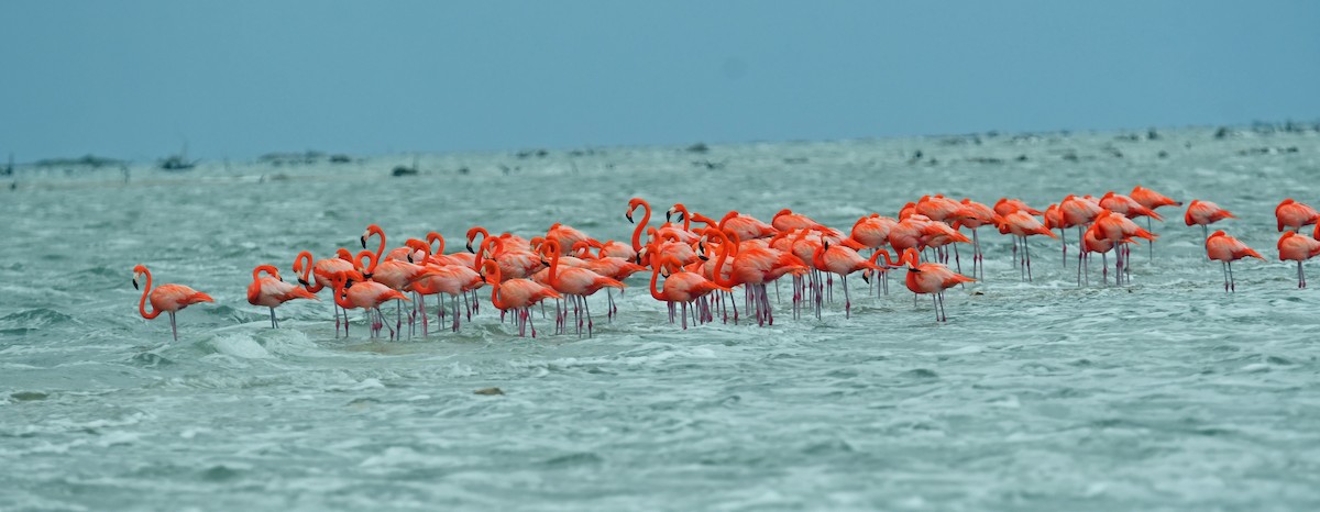 Flamenco Rojo - ML627672111