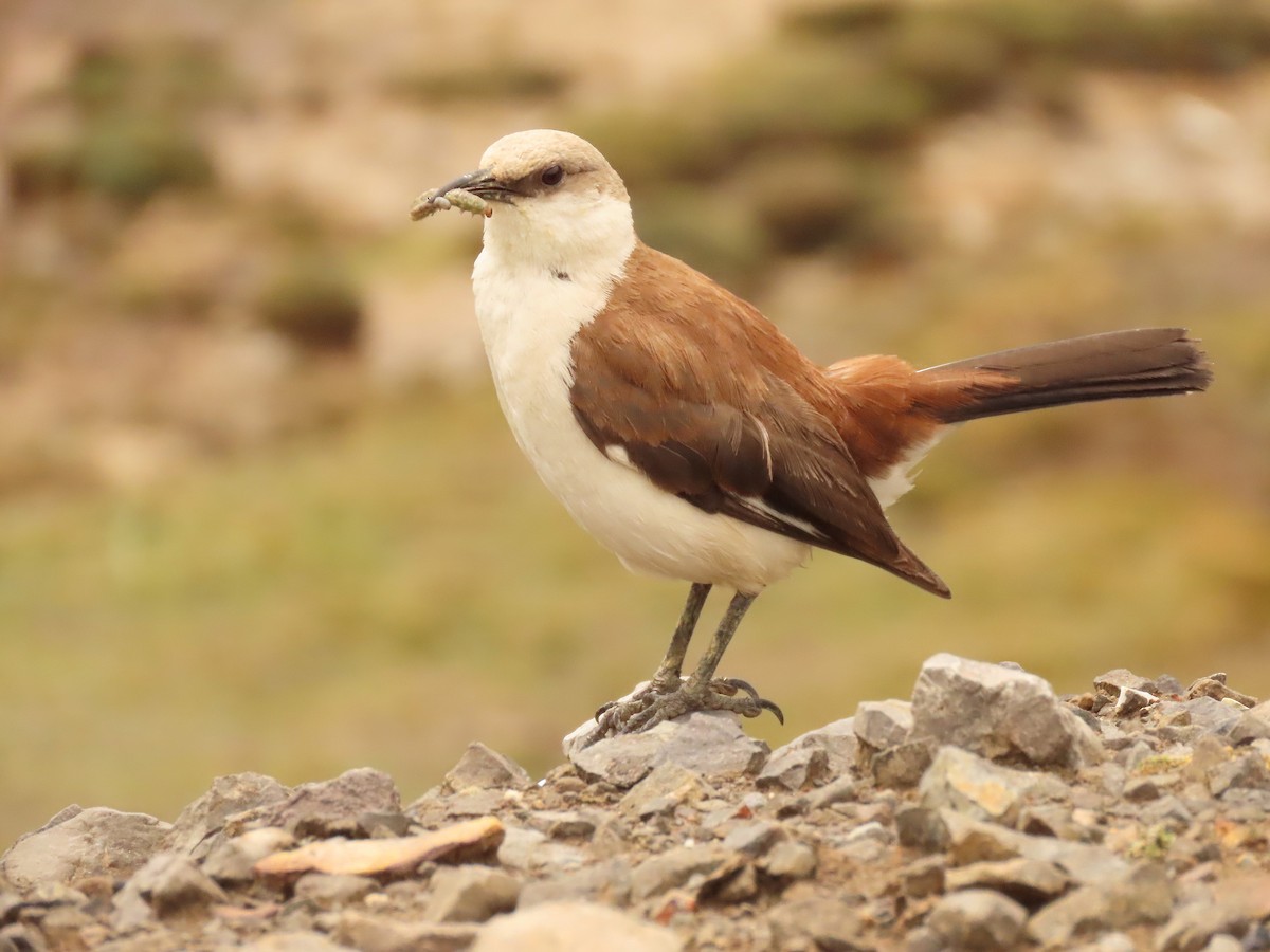 White-bellied Cinclodes - ML627672120