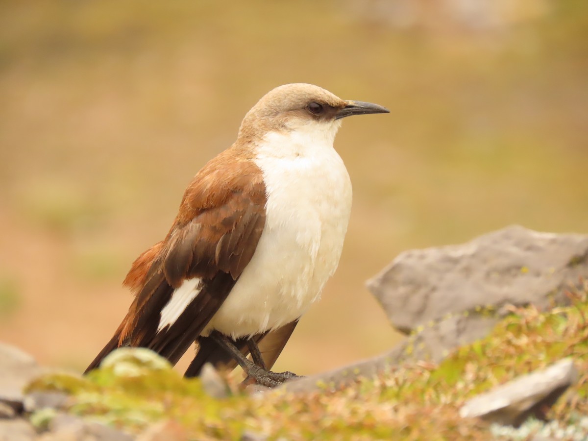 White-bellied Cinclodes - ML627672122