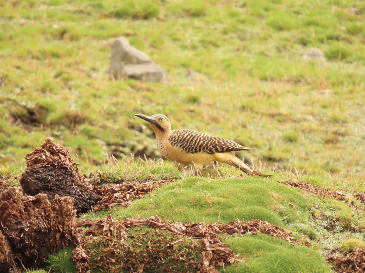 Andean Flicker - ML627672175