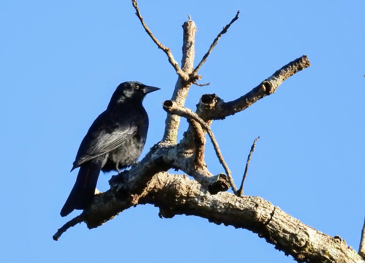 Tawny-shouldered Blackbird - ML627672177