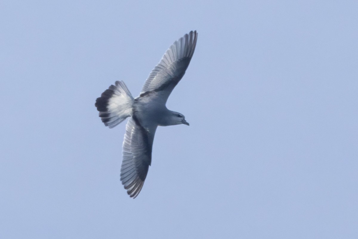 Fulmar Prion - ML627672220