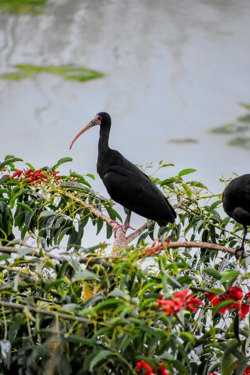 Bare-faced Ibis - ML627672259