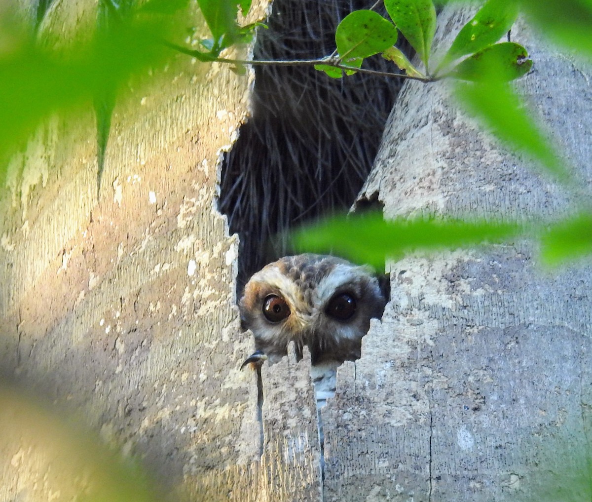 Bare-legged Owl - ML627672271