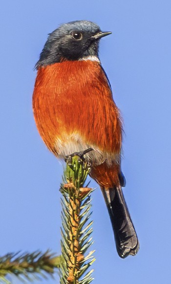 White-throated Redstart - ML627672360