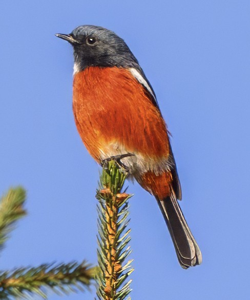 White-throated Redstart - ML627672361