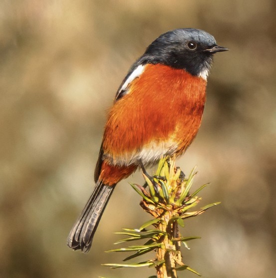 White-throated Redstart - ML627672362