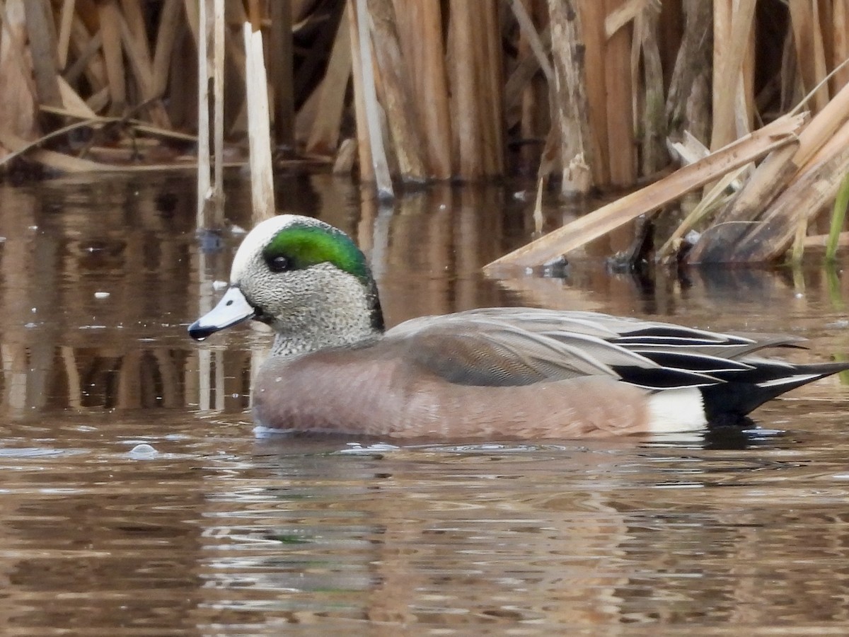 American Wigeon - ML627672412