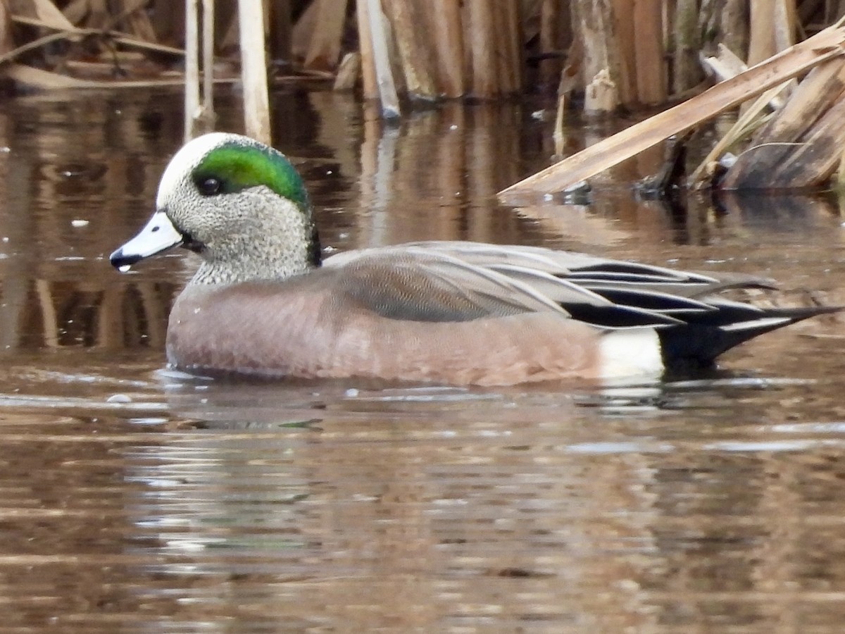 American Wigeon - ML627672413