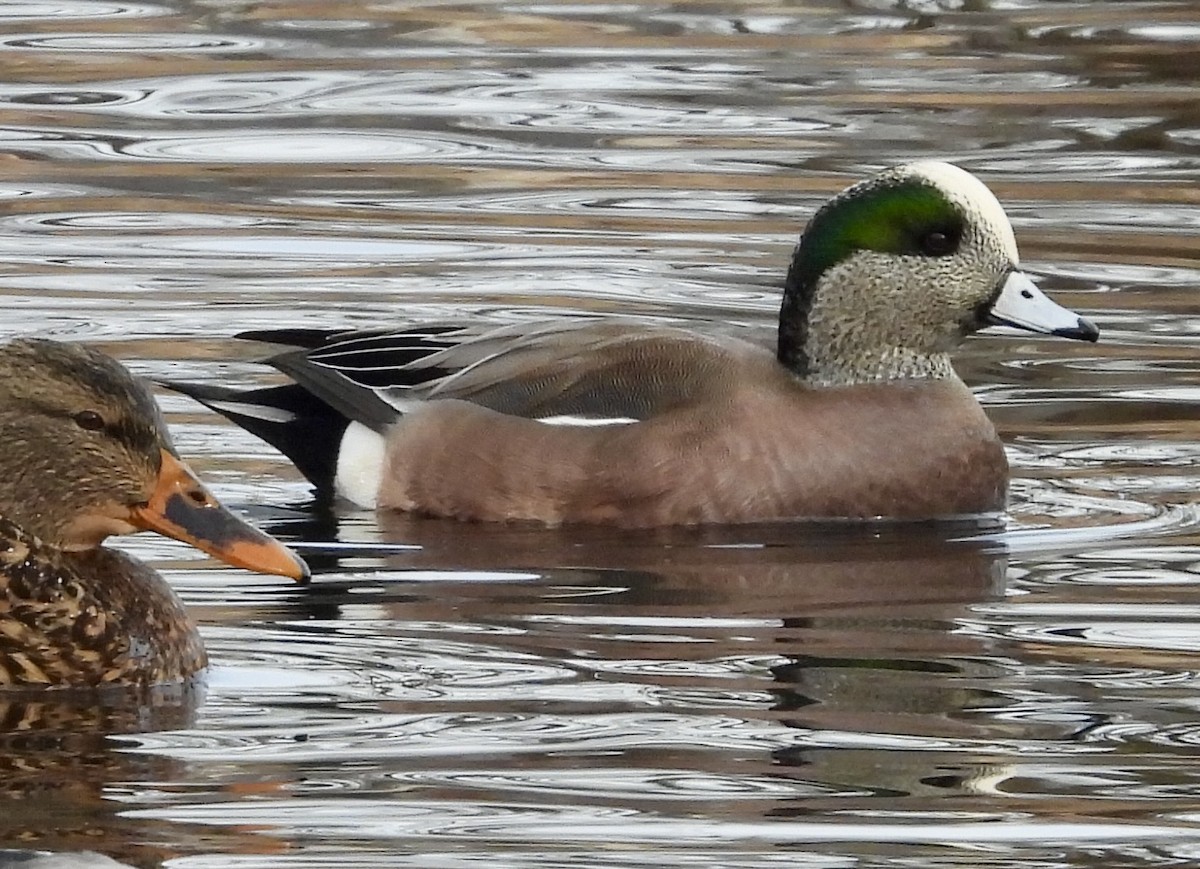 American Wigeon - ML627672414