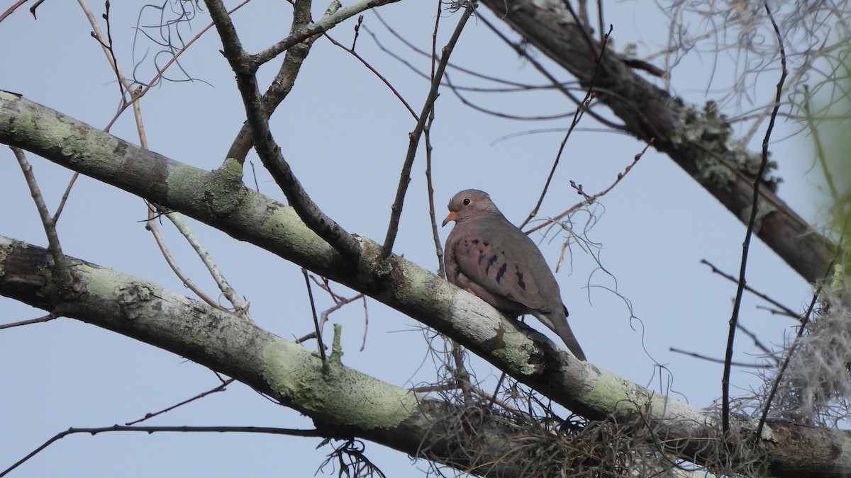 Common Ground Dove - ML627672531