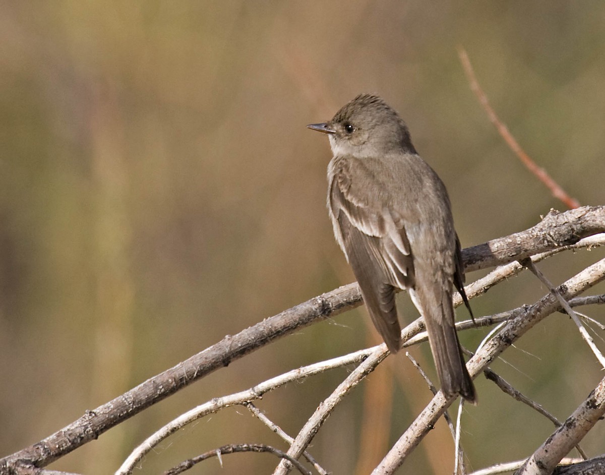 Western Wood-Pewee - ML627672542