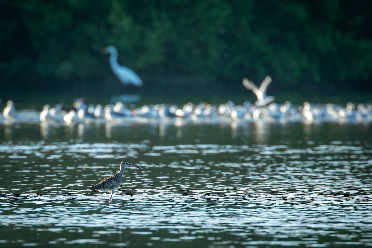 Whimbrel - ML627672573