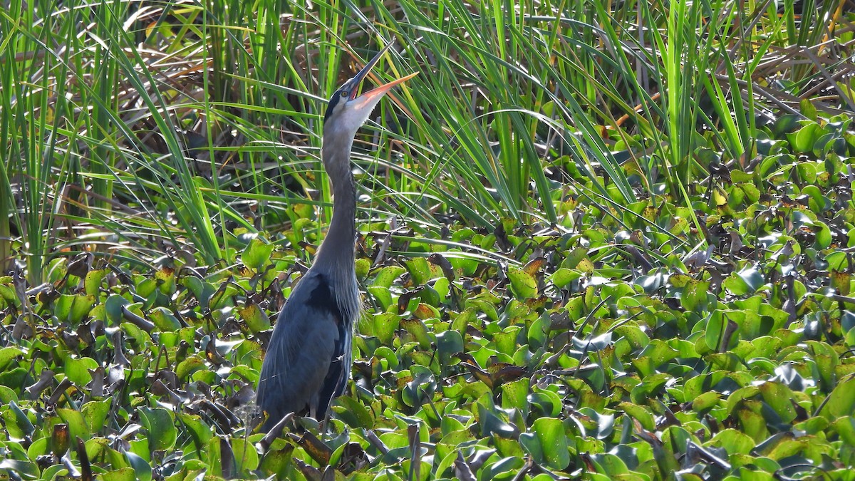 Great Blue Heron - ML627672575