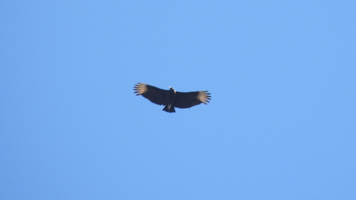 Black Vulture - ML627672580
