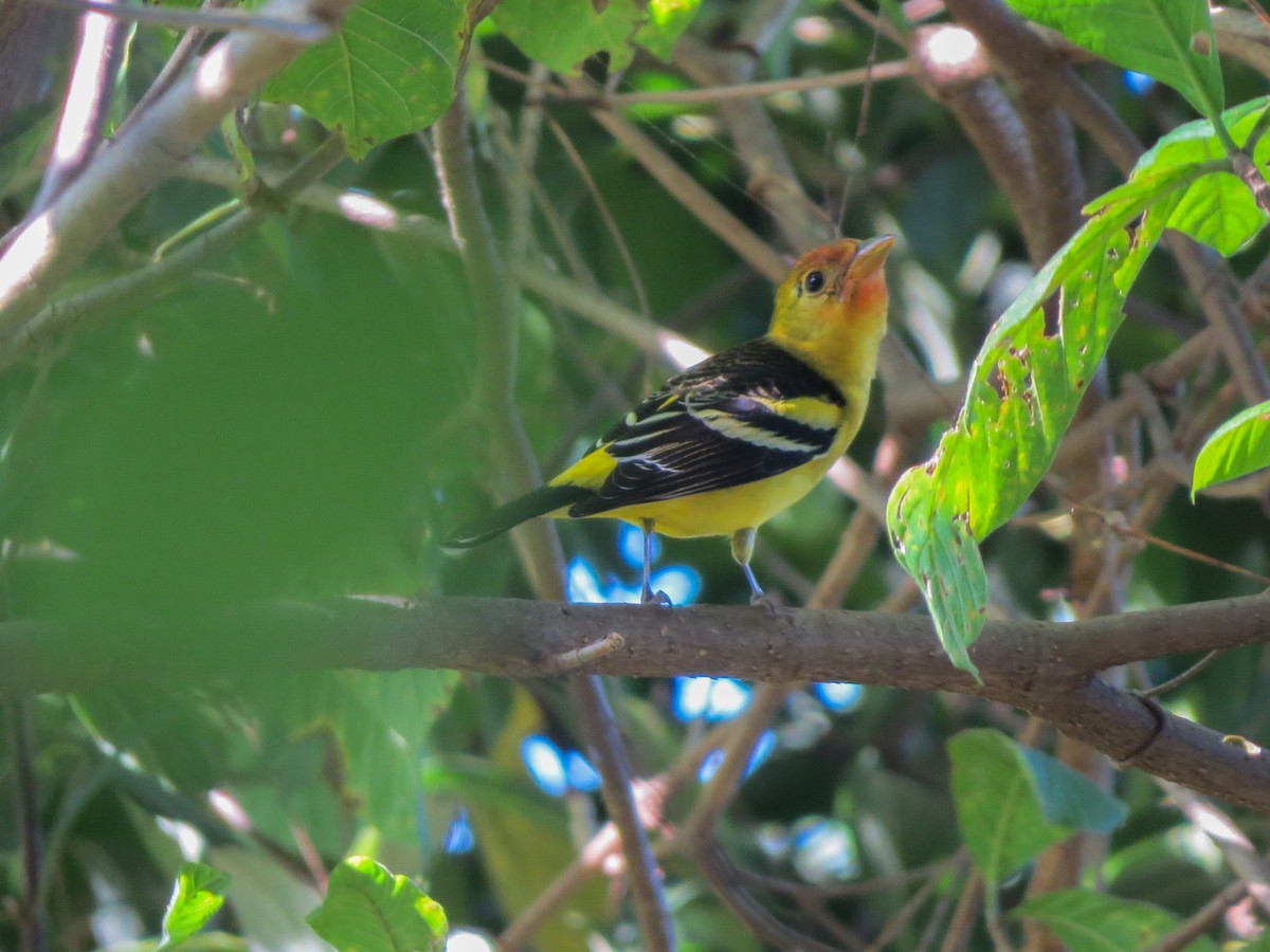 Western Tanager - ML627672583