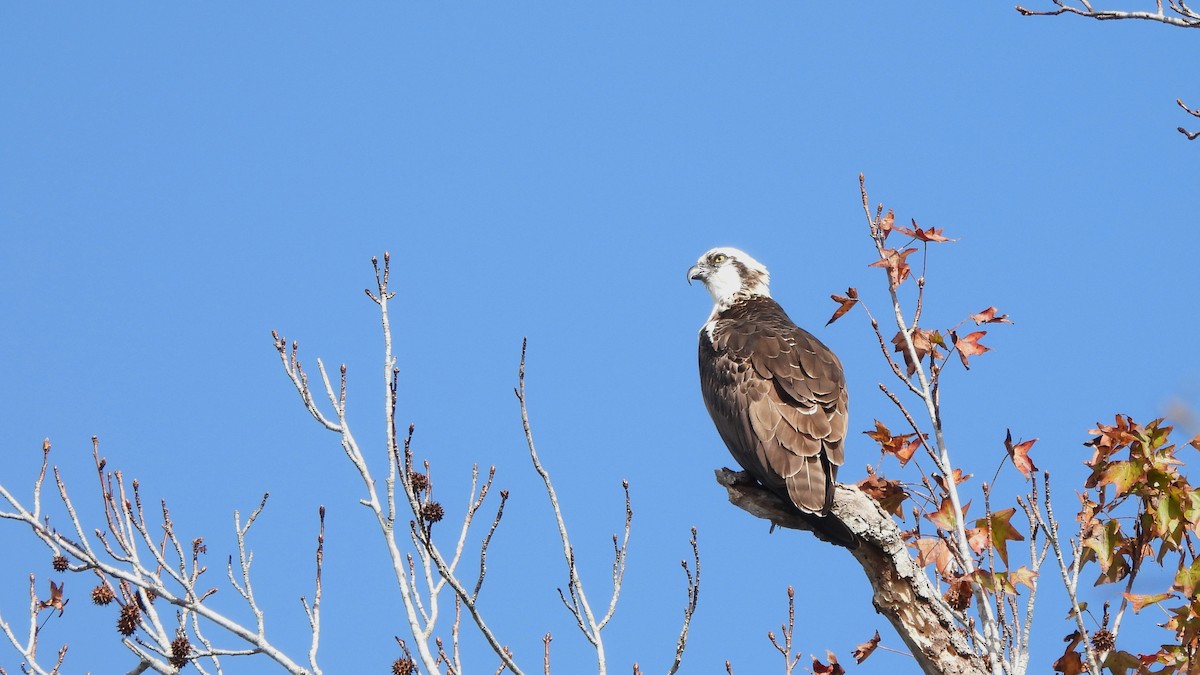 Osprey - ML627672590