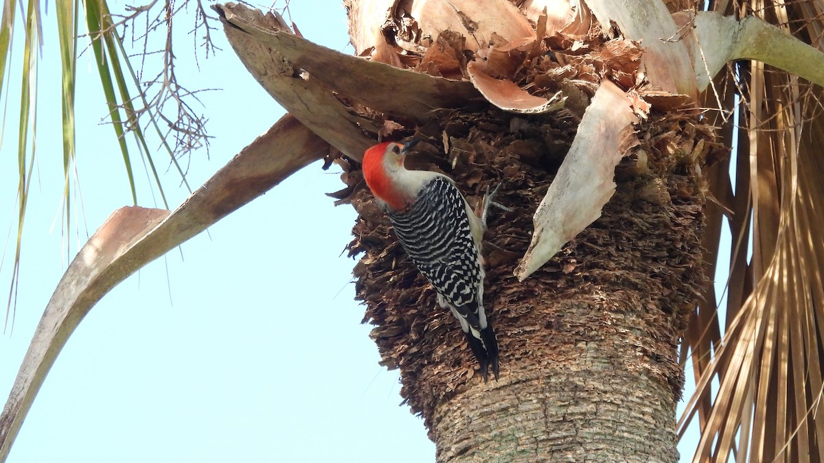 Red-bellied Woodpecker - ML627672601