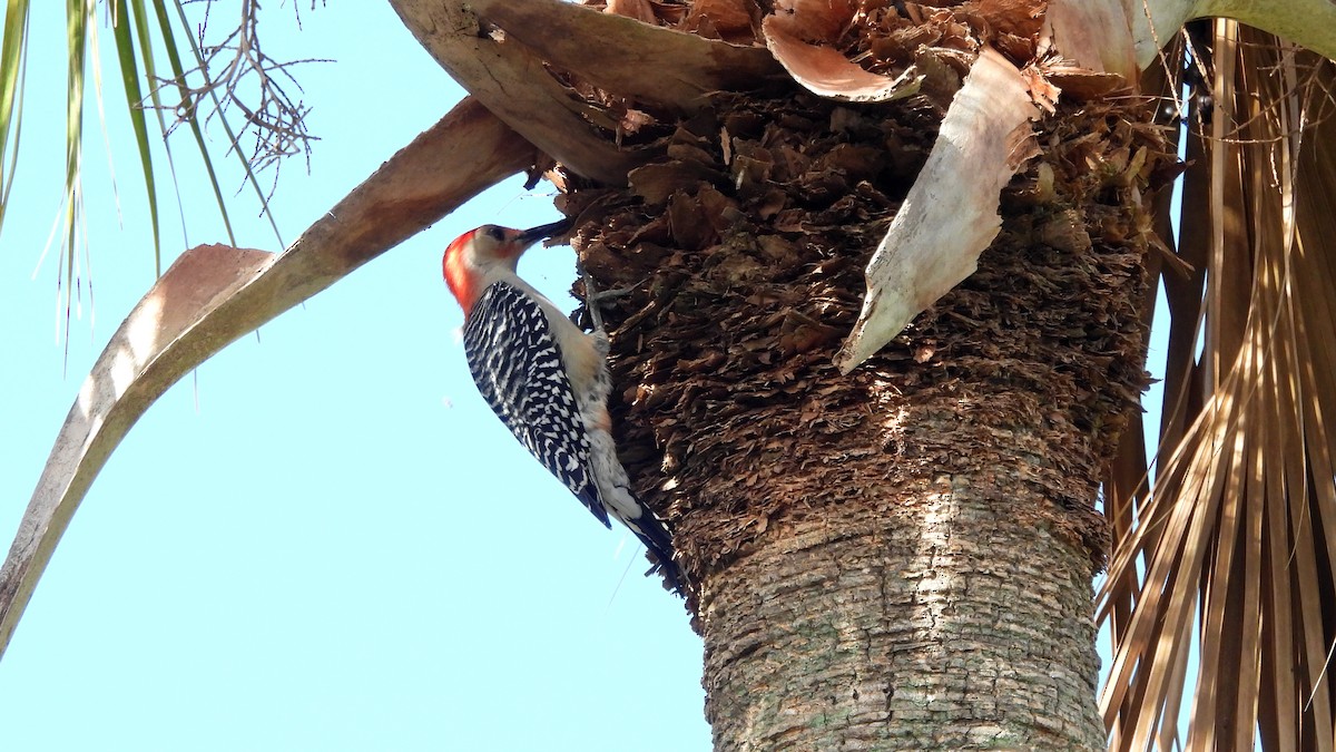 Red-bellied Woodpecker - ML627672603
