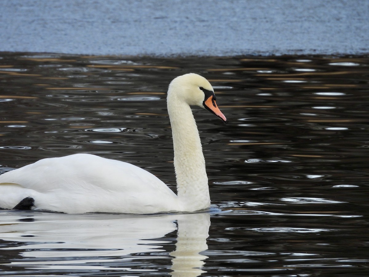 Mute Swan - ML627672607