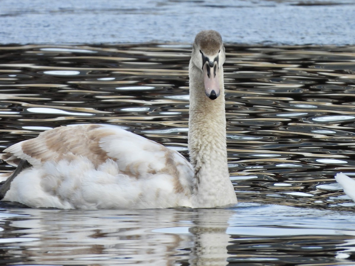 Mute Swan - ML627672608