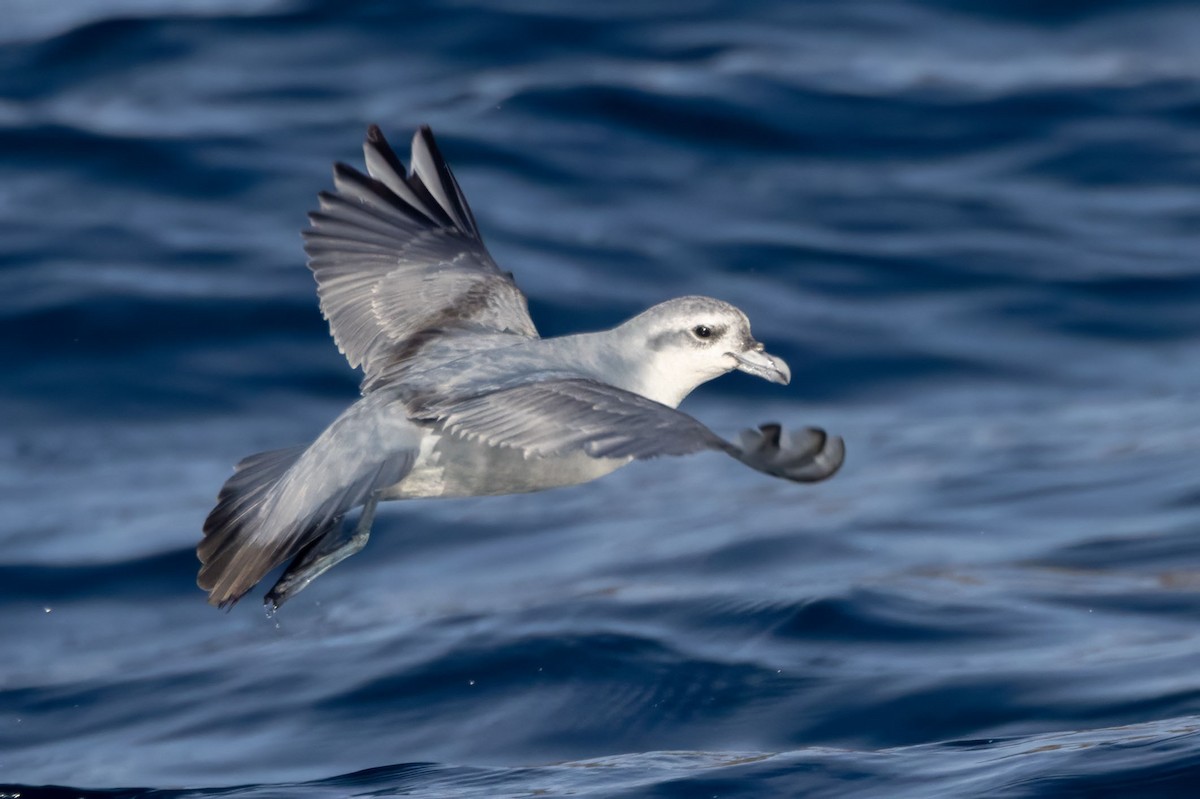 Fulmar Prion - ML627672611