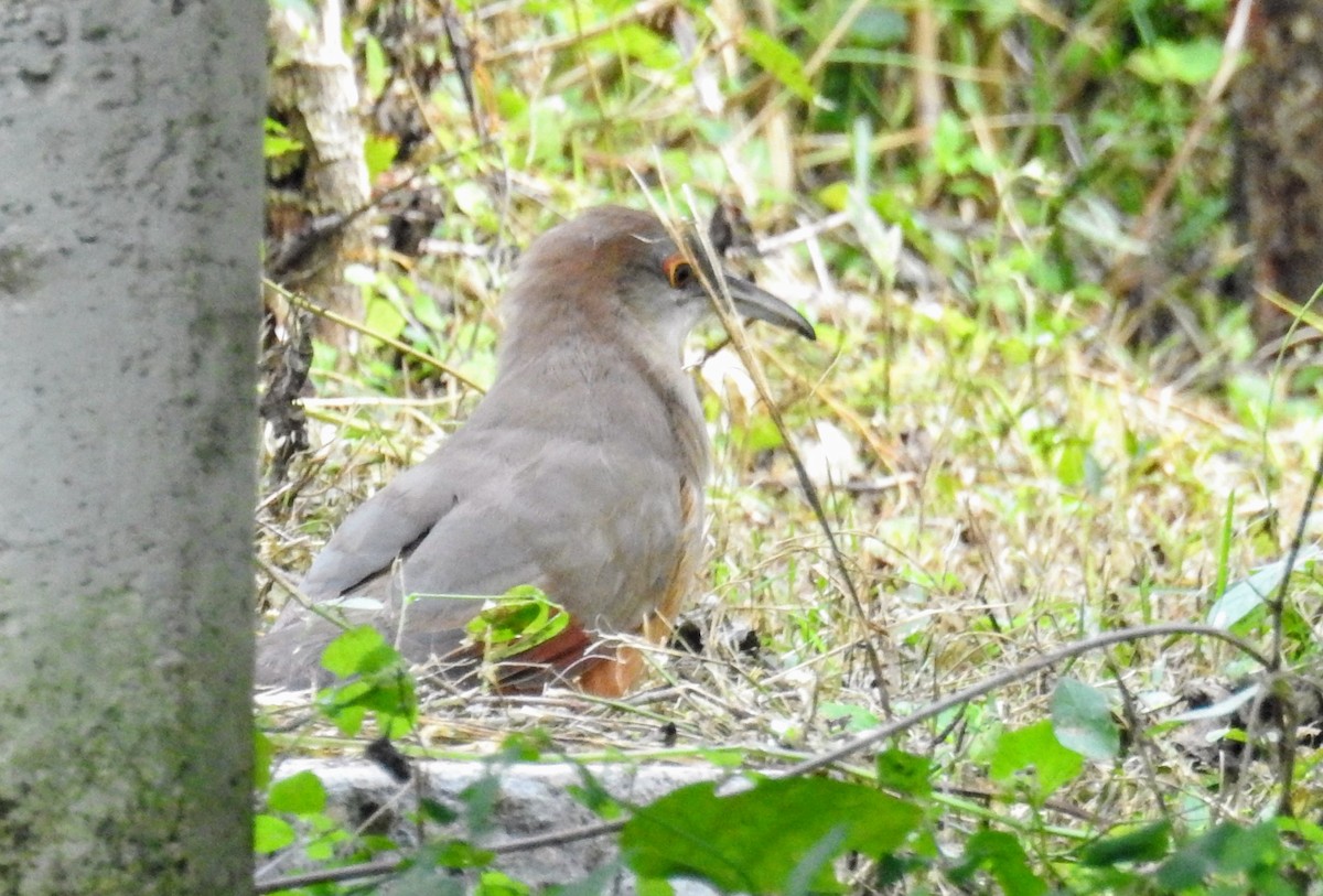 Great Lizard-Cuckoo (Cuban) - ML627672615