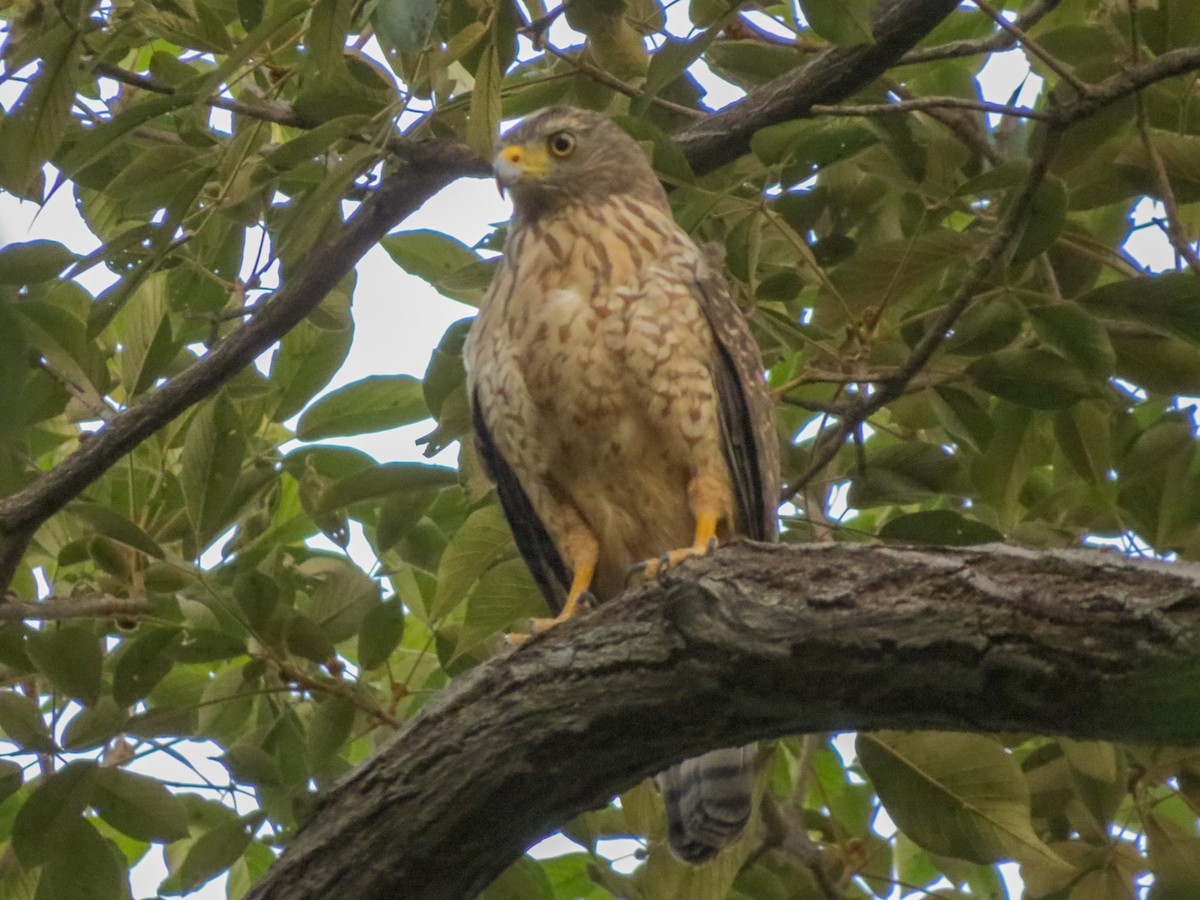 Roadside Hawk - ML627672619