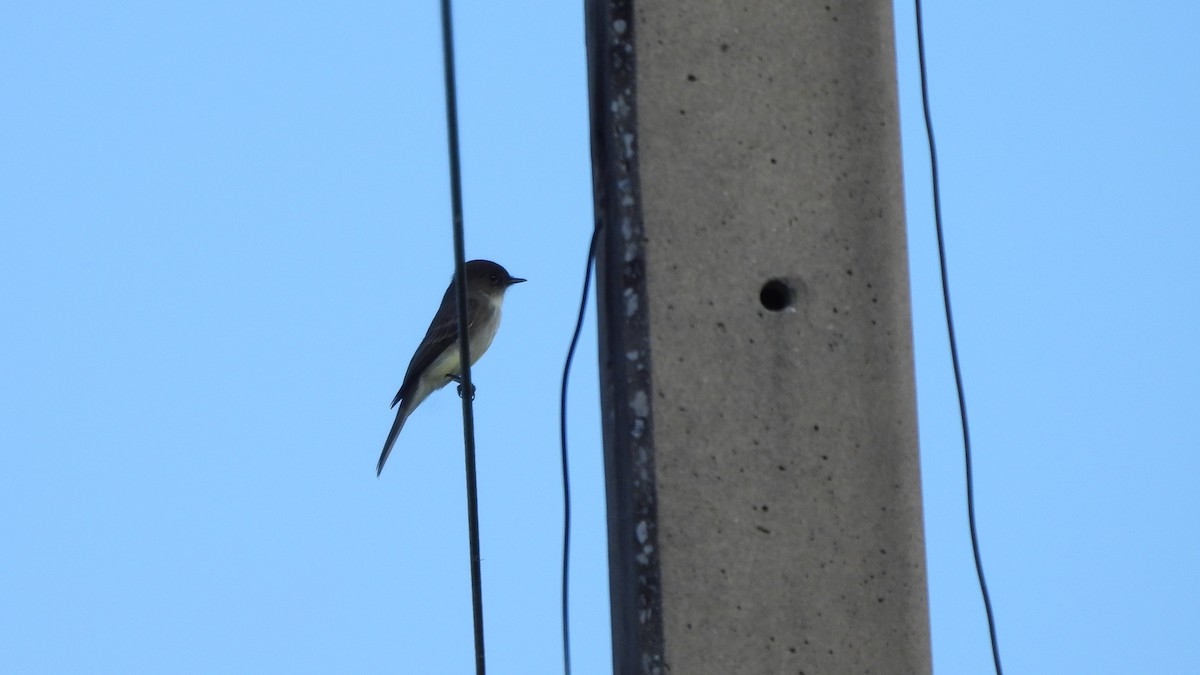 Eastern Phoebe - ML627672622