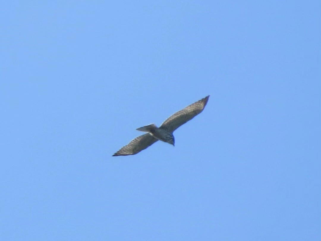 Broad-winged Hawk - ML627672655