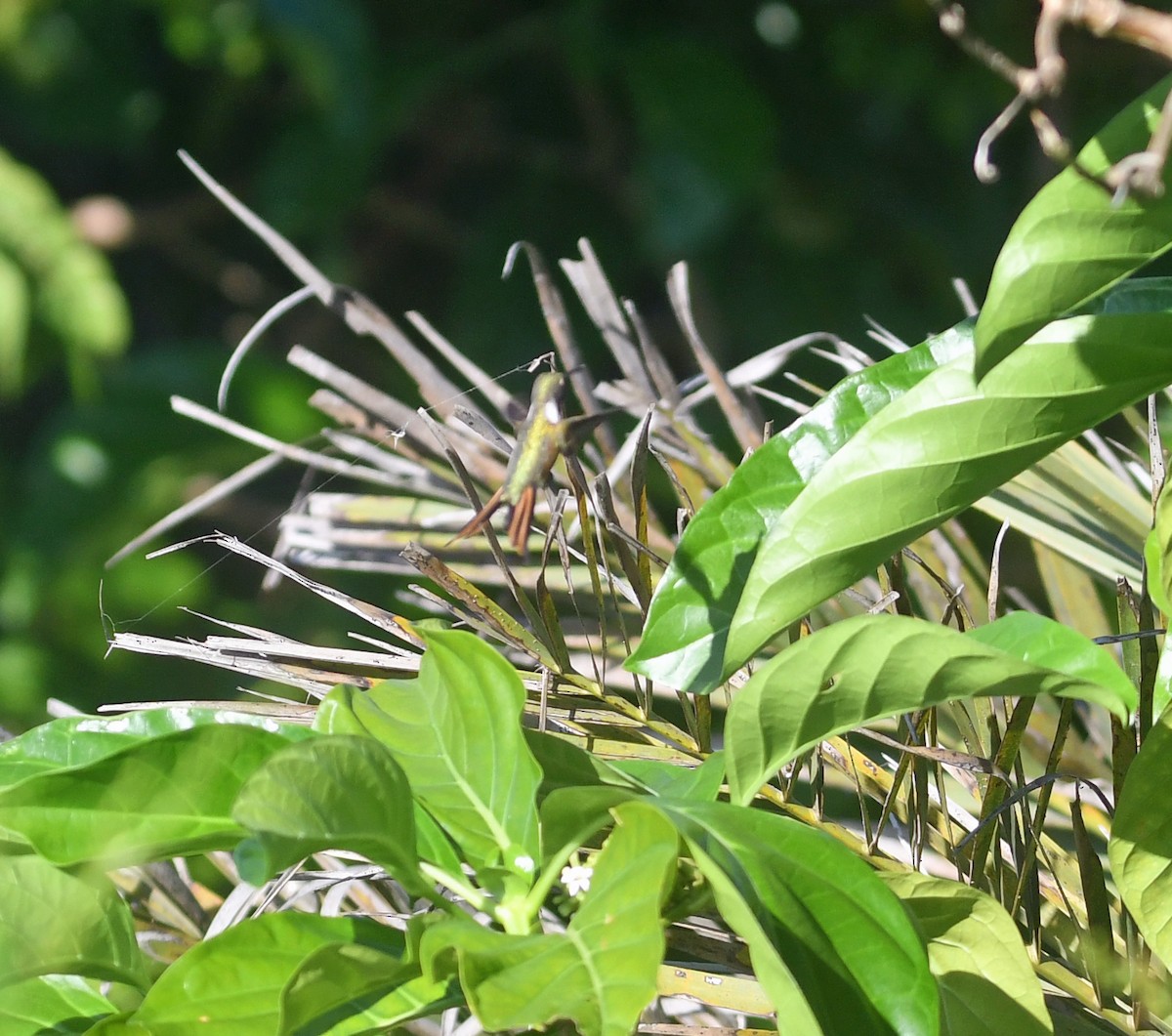 Inagua Woodstar - ML627672685