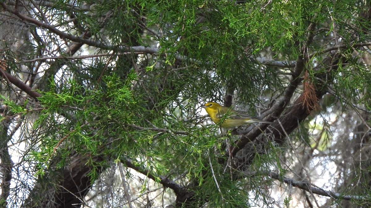 Pine Warbler - ML627672687
