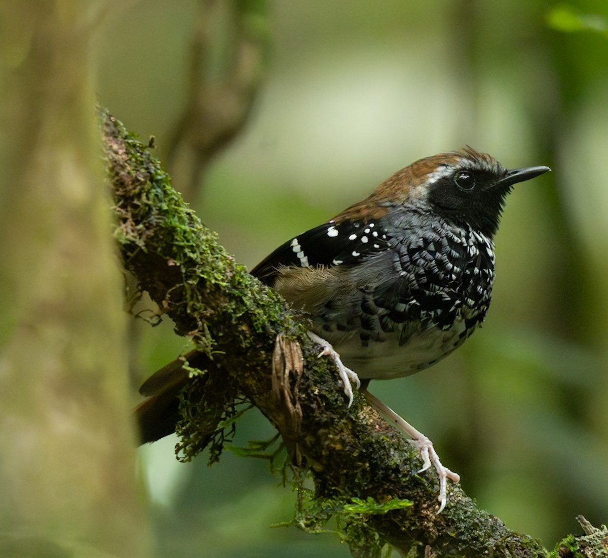 Squamate Antbird - ML627672697