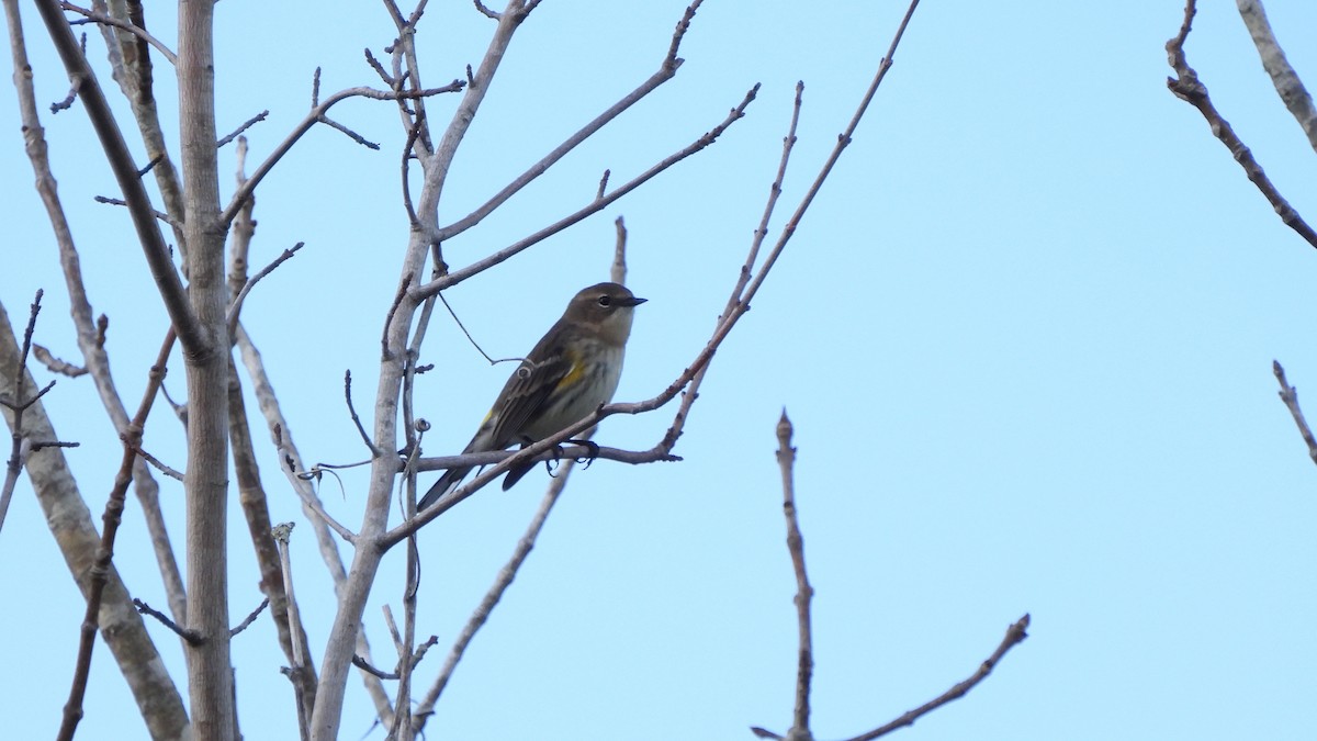 Yellow-rumped Warbler - ML627672700